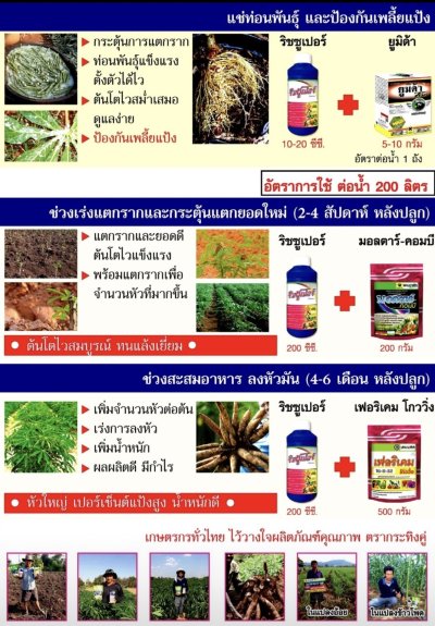 คู่มือดูแลและเพิ่มผลผลิต มันสำปะหลัง