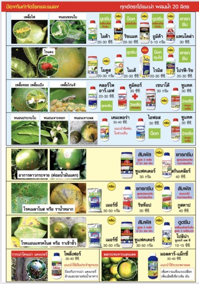 คู่มือดูแลและเพิ่มผลผลิต ส้ม