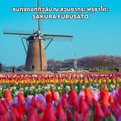 ทัวร์โตเกียว ชมพู หวานละมุน ชมซากุระ วิว ฟูจิ TOKYO FUJI SHIZUOKA ONE DAY SAKURA 6วัน4คืน เดินทาง เมษายน 2568 ราคาเริ่มต้น 39,919.-