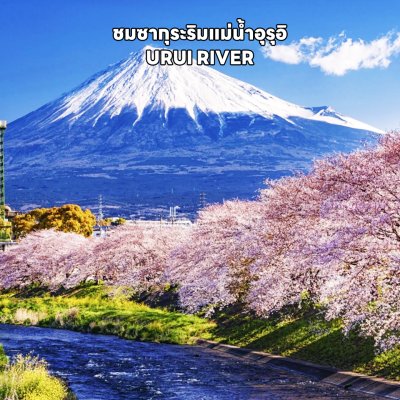 ทัวร์โตเกียว ชมพู หวานละมุน ชมซากุระ วิว ฟูจิ TOKYO FUJI SHIZUOKA ONE DAY SAKURA 6วัน4คืน เดินทาง เมษายน 2568 ราคาเริ่มต้น 39,919.-