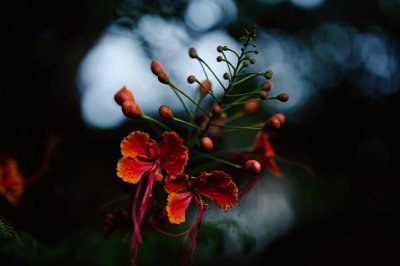 Fujinon XF 33mm f/1.4 R LM WR