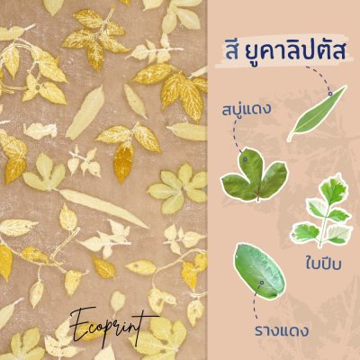 ECO ผ้าพันคอ สียูคาลิปตัส