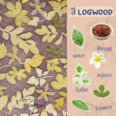 ECO ผ้าพันคอ สี Logwood