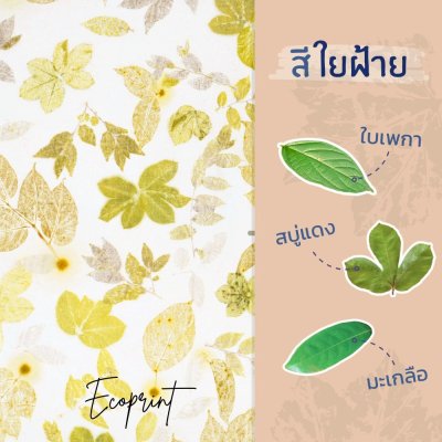 ECO ผ้าพันคอ สีใยฝ้าย