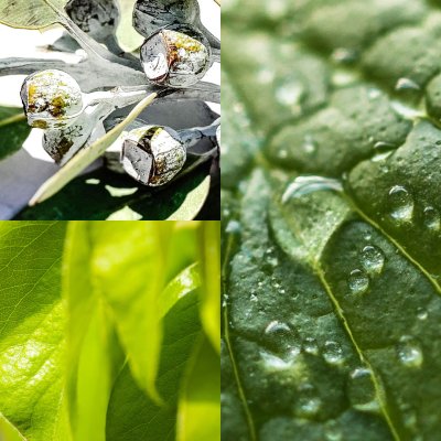 Peppermint Facial Wash