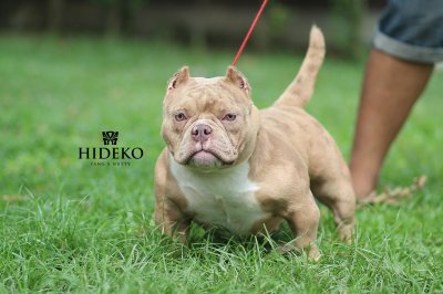 Hideko_tntkennel_ฟาร์มบูลลี่นครปฐม