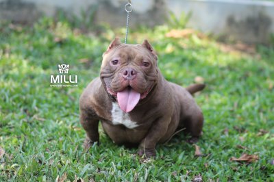 Milli1__tntkennel_ฟาร์มบูลลี่นครปฐม