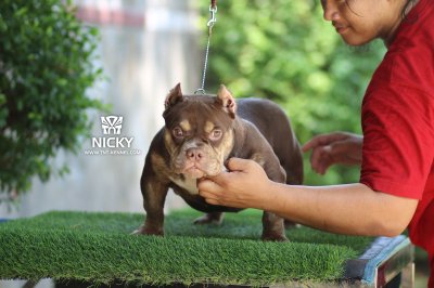 Nicky1_tntkennel_ฟาร์มบูลลี่นครปฐม_0