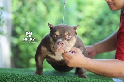 Nicky_tntkennel_ฟาร์มบูลลี่นครปฐม_0