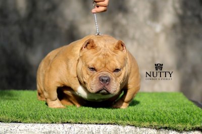 Nutty_tntkennel_ฟาร์มบูลลี่นครปฐม