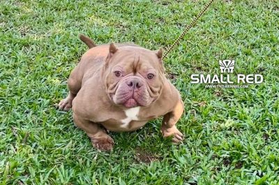 SmallRed167__tntkennel_ฟาร์มบูลลี่นครปฐม