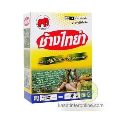 ช้างไทย่า (ฟลูมิออกซาซิน)