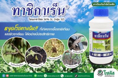 ทาชิกาเร็น (Tachigaren)