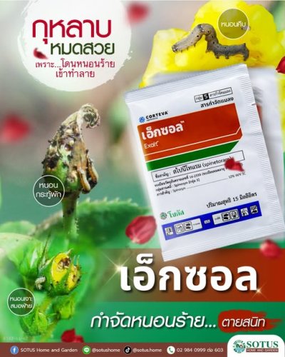 เอ็กซอล (Exalt)