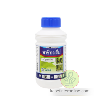 ทาชิกาเร็น (Tachigaren)