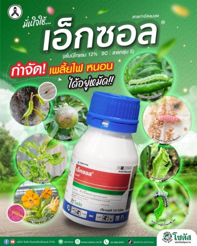 เอ็กซอล (Exalt)