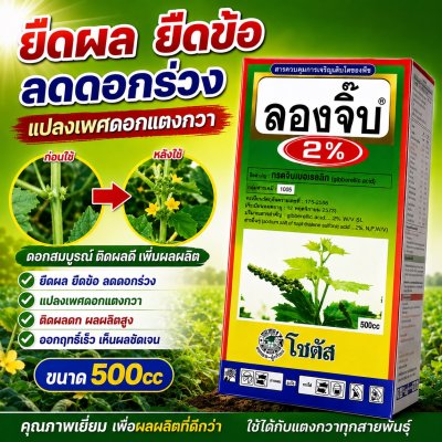 ลองจิ๊บ 2% (Long Gibb 2%)