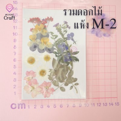 รวมดอกไม้แห้ง M ดอกไม้แห้งทับ ดอกไม้แบบคละ