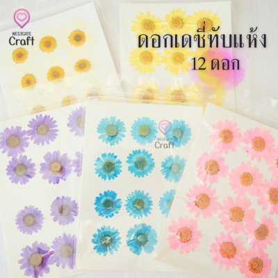 ดอกเดซี่แห้งทับ 12 ดอก ดอกไม้แห้งทับ คละขนาด