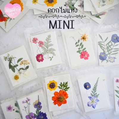 รวมดอกไม้แห้ง Mini ดอกไม้แห้งทับ ดอกไม้แบบคละ ดอกไม้จริง ดอกไม้งานฝีมือ