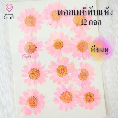 ดอกเดซี่แห้งทับ 12 ดอก ดอกไม้แห้งทับ คละขนาด