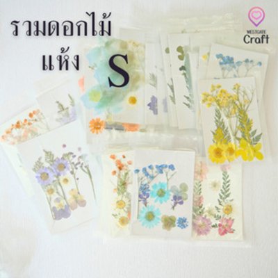 รวมดอกไม้แห้ง S ดอกไม้แห้งทับ ดอกไม้แบบคละ