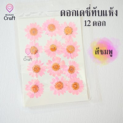 ดอกเดซี่แห้งทับ 12 ดอก ดอกไม้แห้งทับ คละขนาด