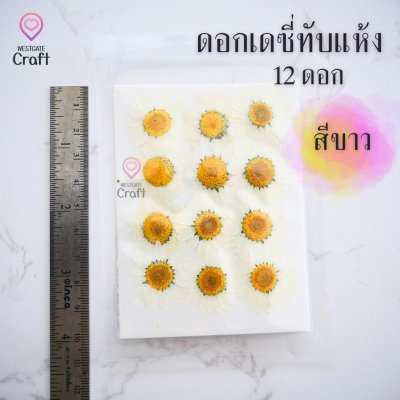 ดอกเดซี่แห้งทับ 12 ดอก ดอกไม้แห้งทับ คละขนาด