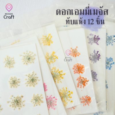 ดอกเอมมี่เมจัส 12 ดอก ดอกไม้แห้งทับ