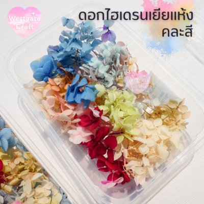 ดอกไฮเดรนเยียแห้ง แบบกล่อง คละขนาด คละสี สุ่ม