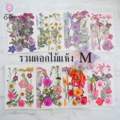 รวมดอกไม้แห้ง M ดอกไม้แห้งทับ ดอกไม้แบบคละ