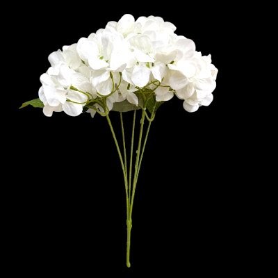 ไฮเดรนเยีย