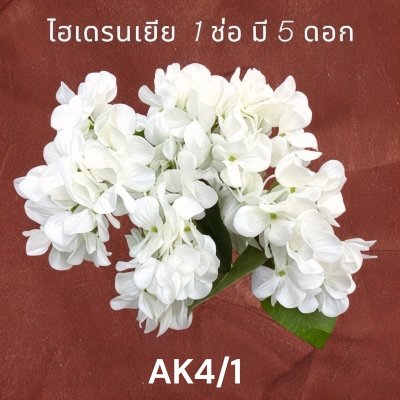 ไฮเดรนเยีย