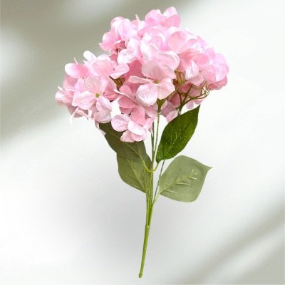 ไฮเดรนเยีย