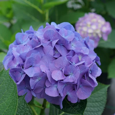 ไฮเดรนเยีย
