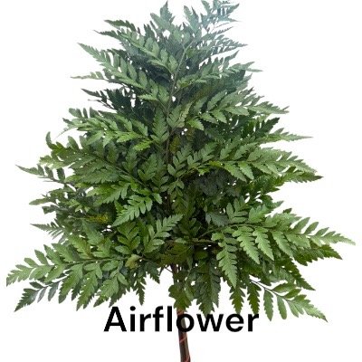 ใบนาคราช