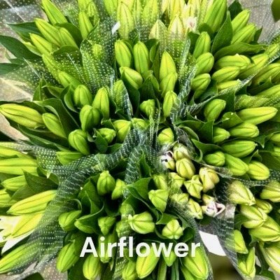 ลิลลี่