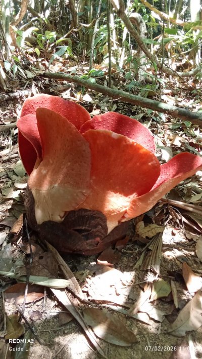 Rafflesia Flowers Explore