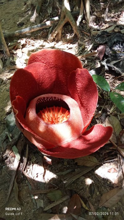 Rafflesia Flowers Explore