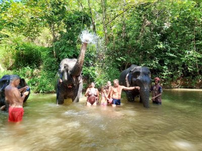 Elephants