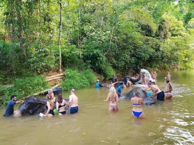 Elephants Bathing