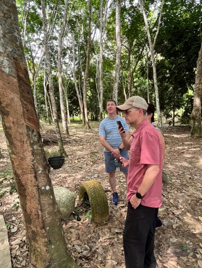 Lerning Rubber tree
