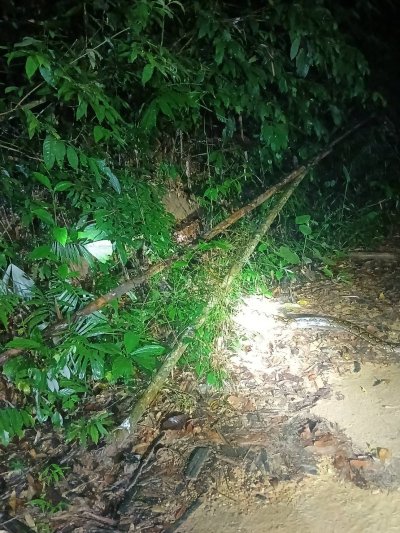Night safari