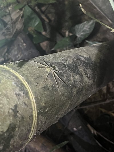 Khao Sok Night Safari Trek