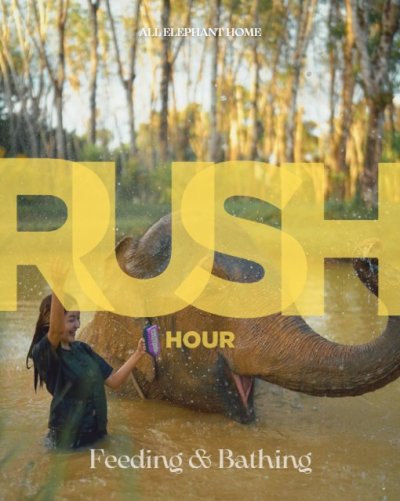 Rush Hour elephant care program