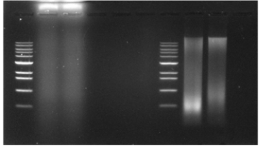 CGF, Nucleic acid_ Feed additives