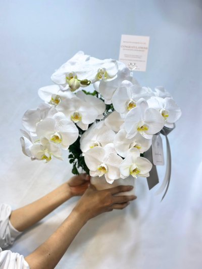 Premium Orchid Vase Perfect for Gifting