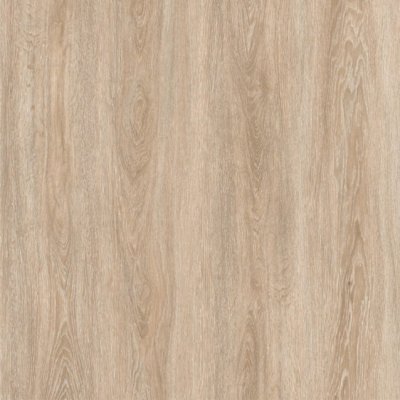 CANARY OAK