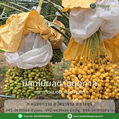 บ้านสวน วัยเกษียณ ปลูกพืชสวนผสม บนเนื้อที่ 4 ไร่ 60 ตร.วา