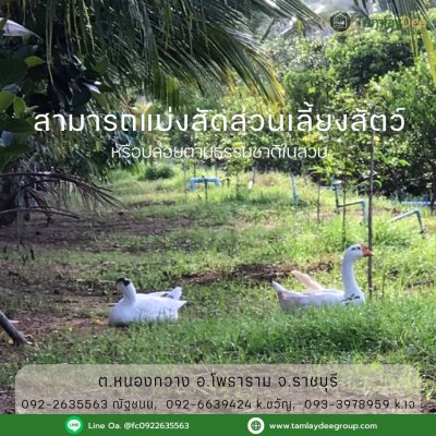 บ้านสวน วัยเกษียณ ปลูกพืชสวนผสม บนเนื้อที่ 4 ไร่ 60 ตร.วา